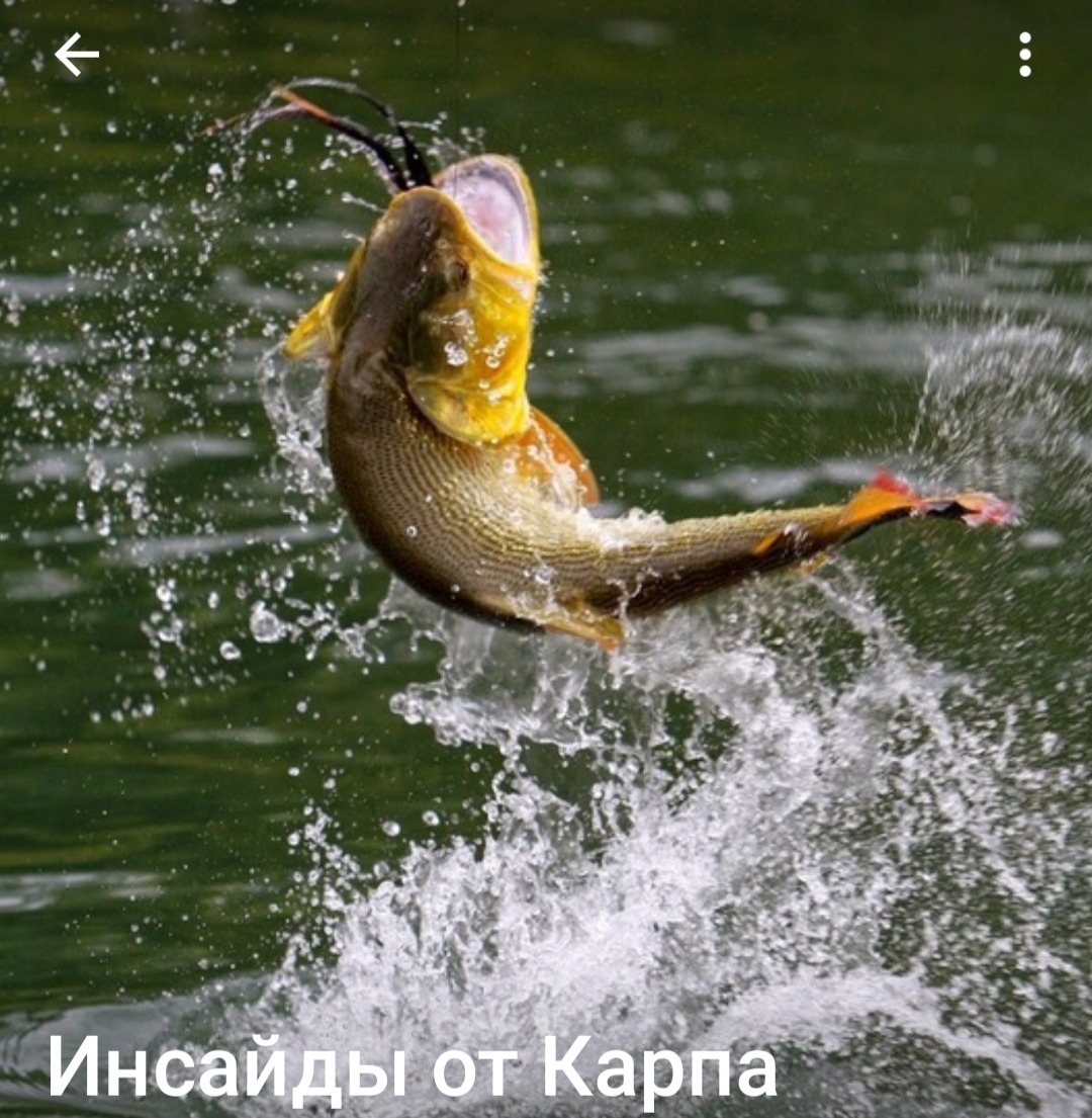 Телеграмм канал Инсайды от карпа